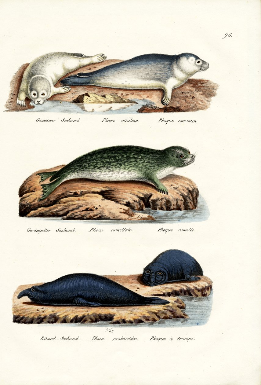 Gewone zeehond door Karl Joseph Brodtmann