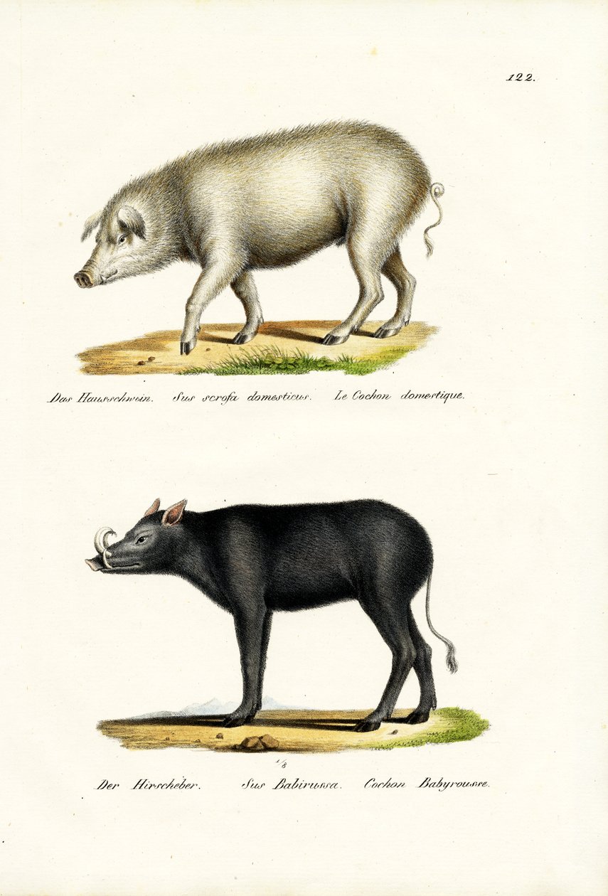 Huishoudelijk Varken, 1824 door Karl Joseph Brodtmann