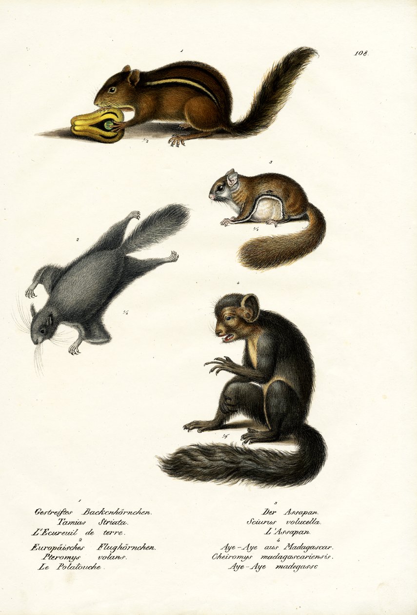 Oostelijke Chipmunk, 1824 door Karl Joseph Brodtmann