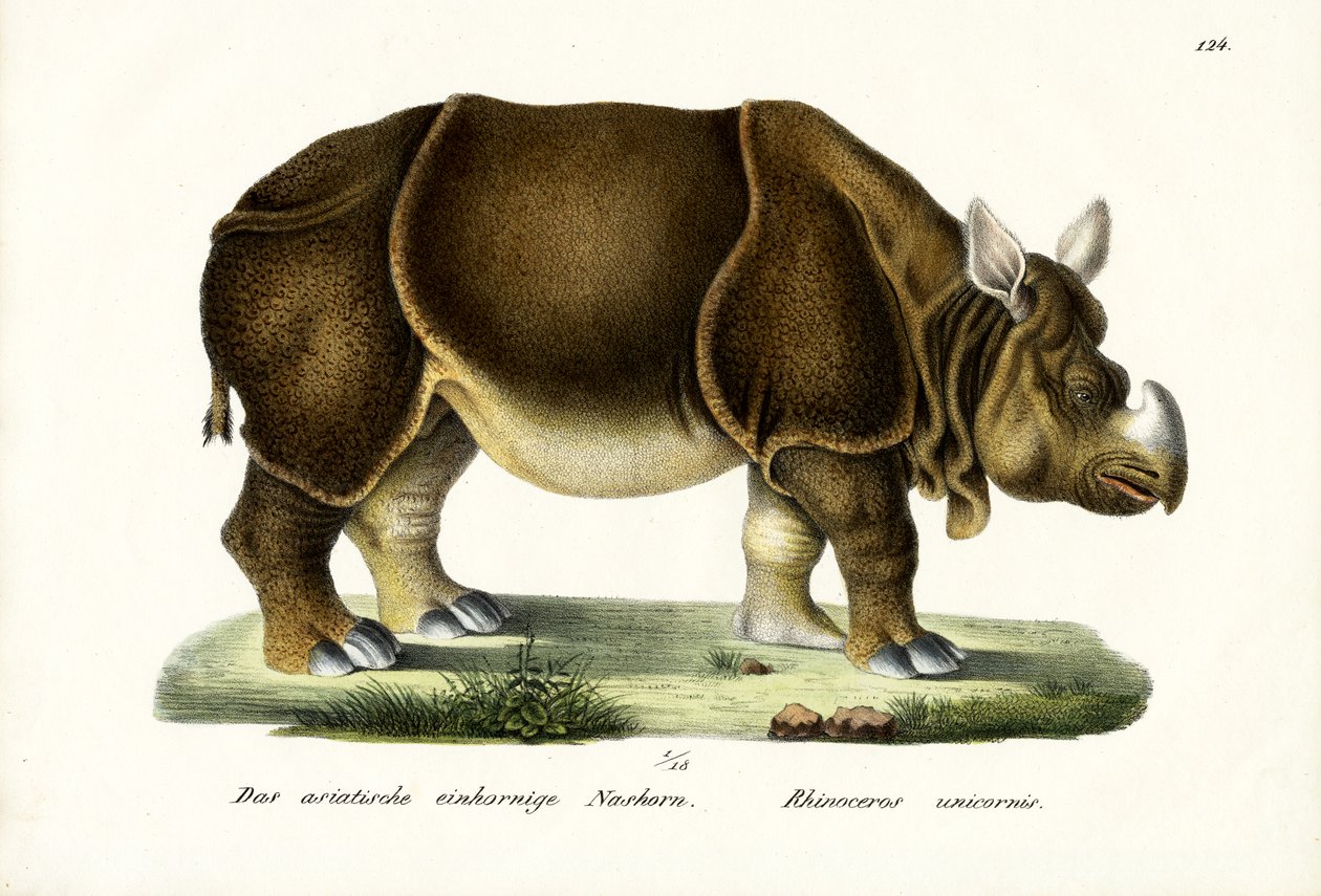 Grote Indische Neushoorn, 1824 door Karl Joseph Brodtmann
