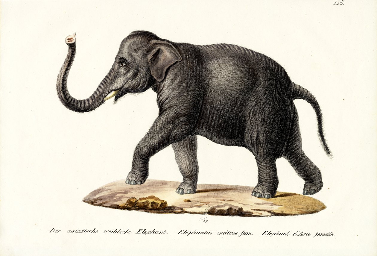 Indiase Olifant, 1824 door Karl Joseph Brodtmann
