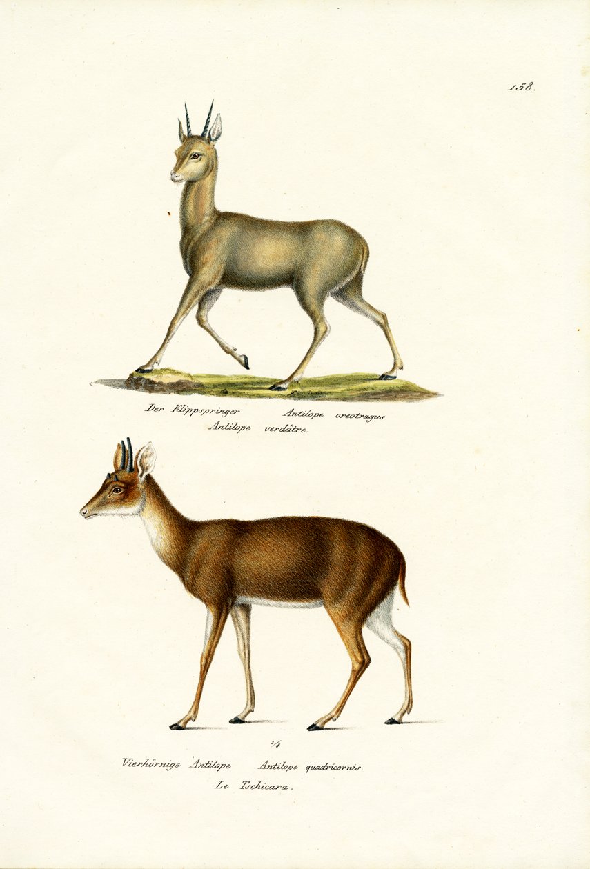 Klipspringer, 1824 door Karl Joseph Brodtmann