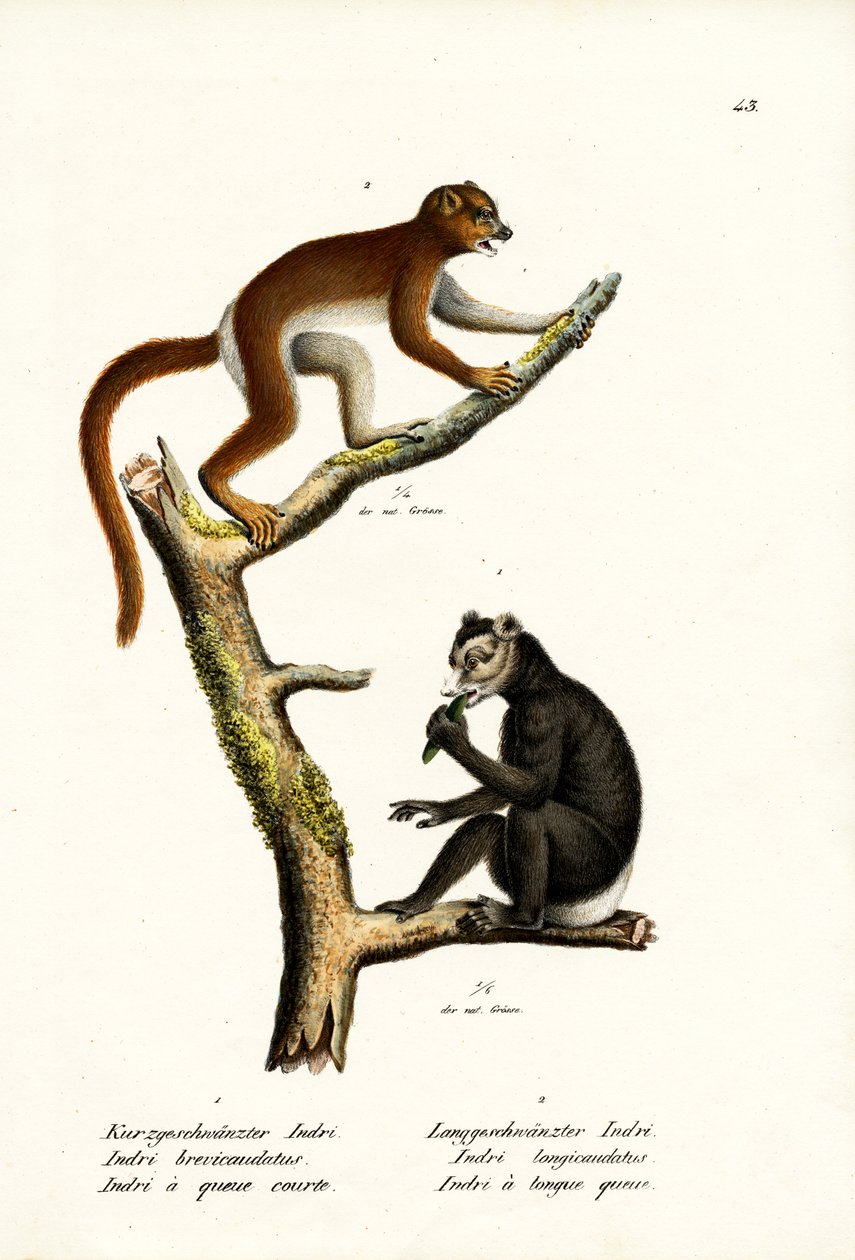 Grote Kortstaartmaki, 1824 door Karl Joseph Brodtmann
