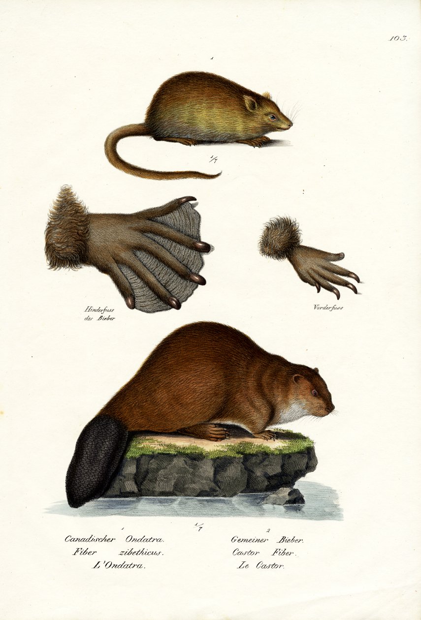 Muskusrat, 1824 door Karl Joseph Brodtmann