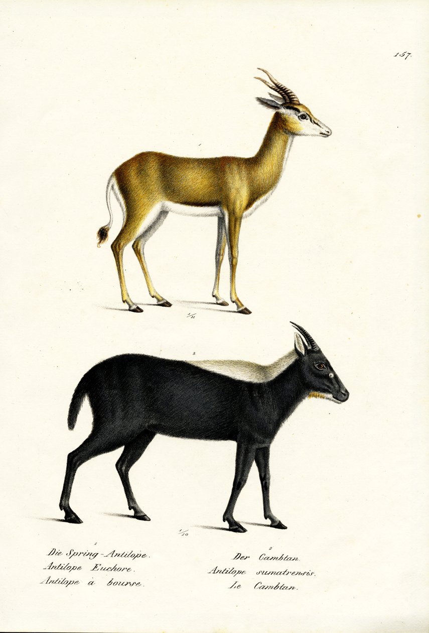 Springbok, 1824 door Karl Joseph Brodtmann