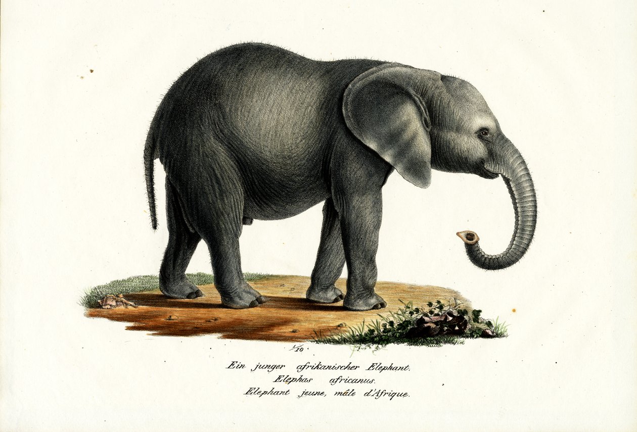 Jonge Afrikaanse Olifant, 1824 door Karl Joseph Brodtmann
