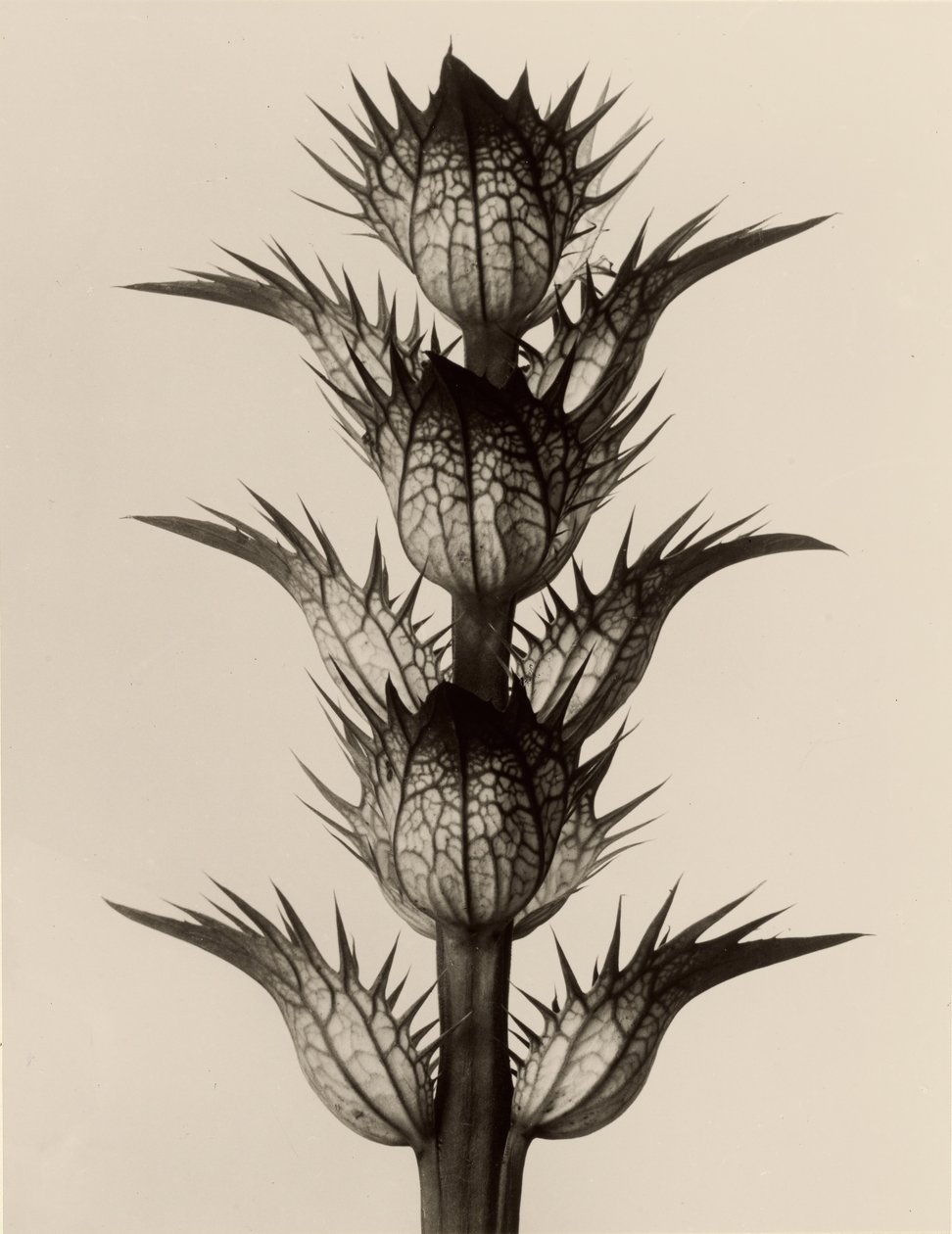 Acanthus mollis door Karl Blossfeldt