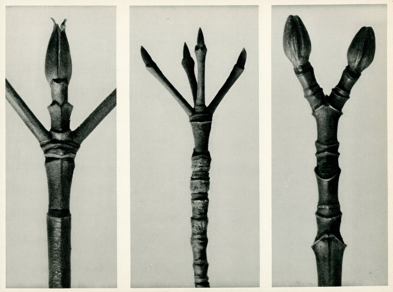 Cornus Nuttallii door Karl Blossfeldt