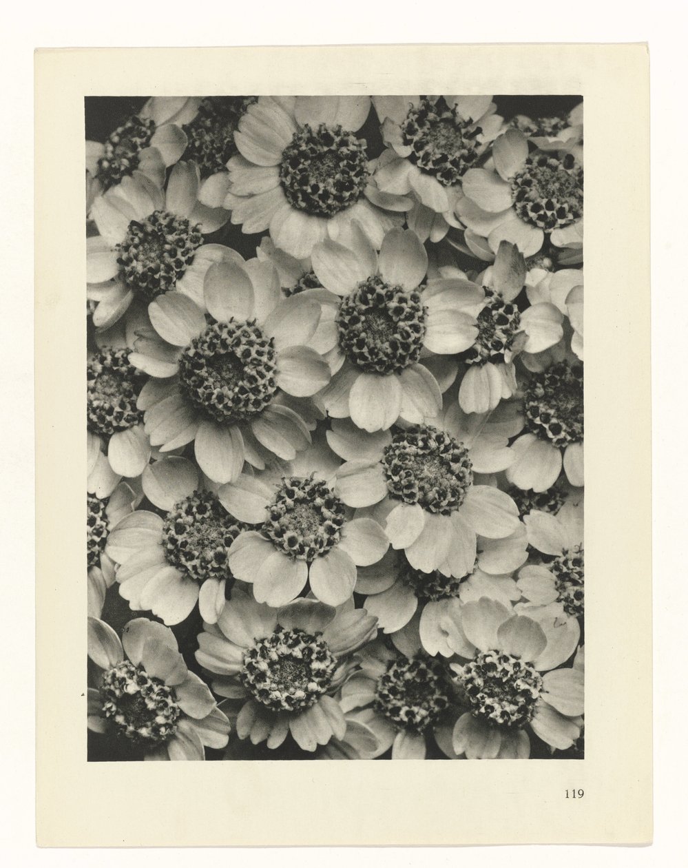 Plantstudie (Urformen der Kunst) door Karl Blossfeldt