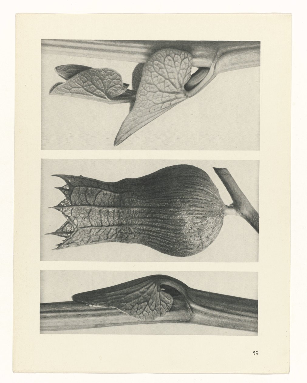 Plantstudie (Urformen der Kunst) door Karl Blossfeldt