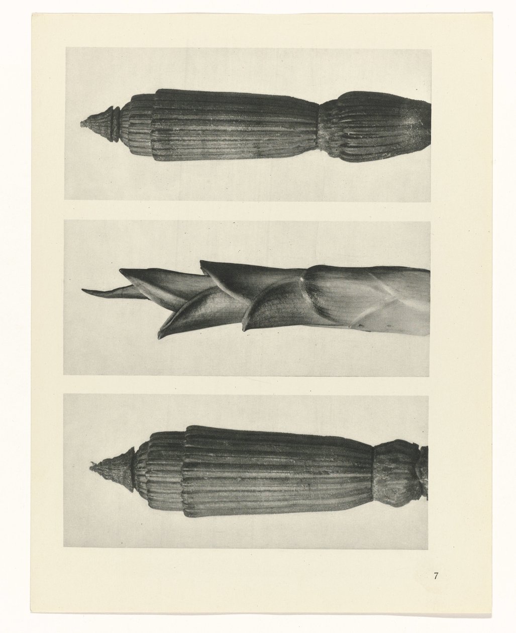 Plantstudie (Urformen der Kunst) door Karl Blossfeldt