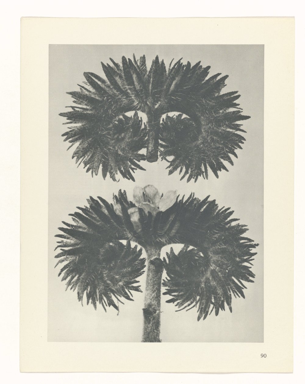 Plantstudie (Urformen der Kunst) door Karl Blossfeldt