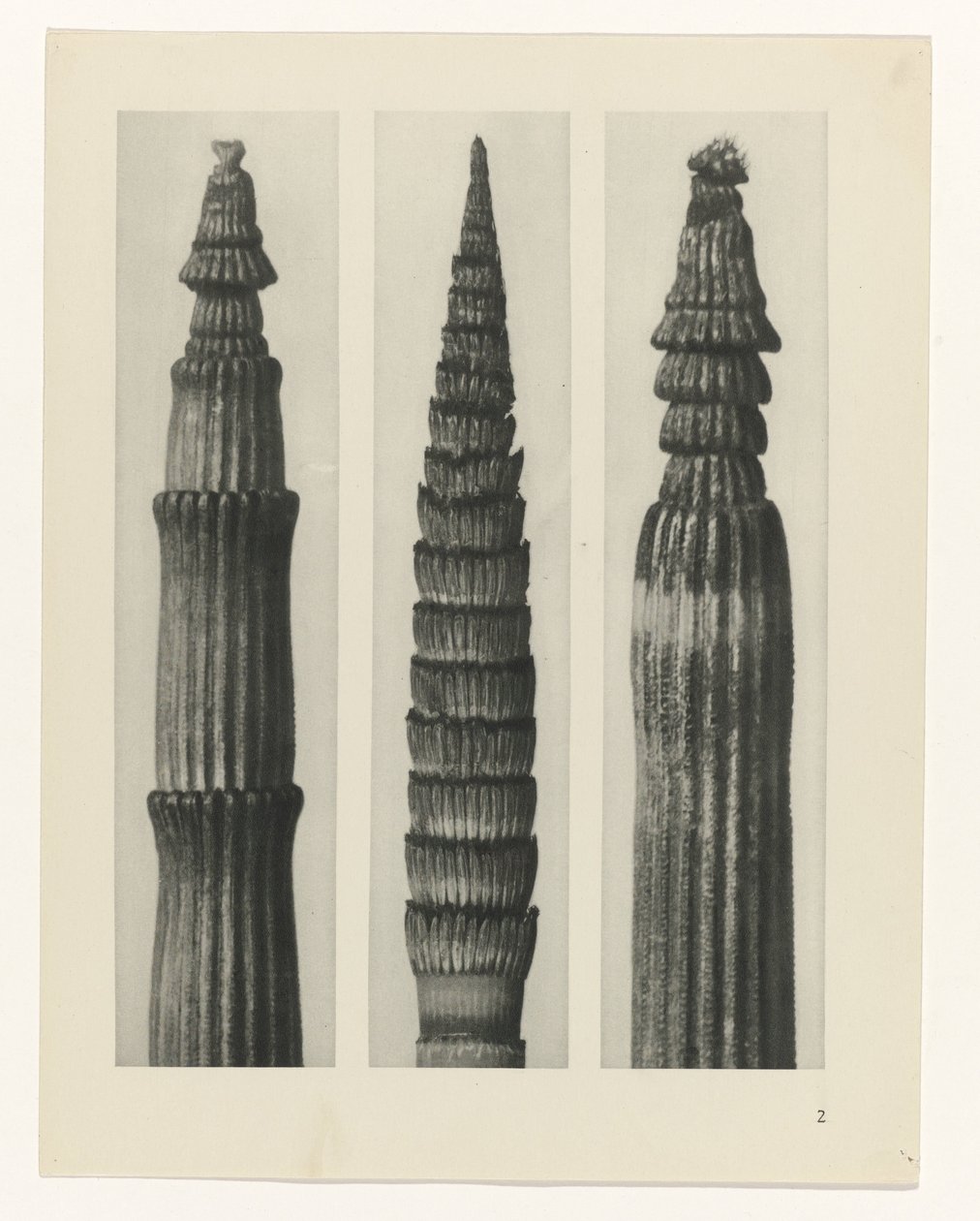 Plantstudie (Urformen der Kunst) door Karl Blossfeldt