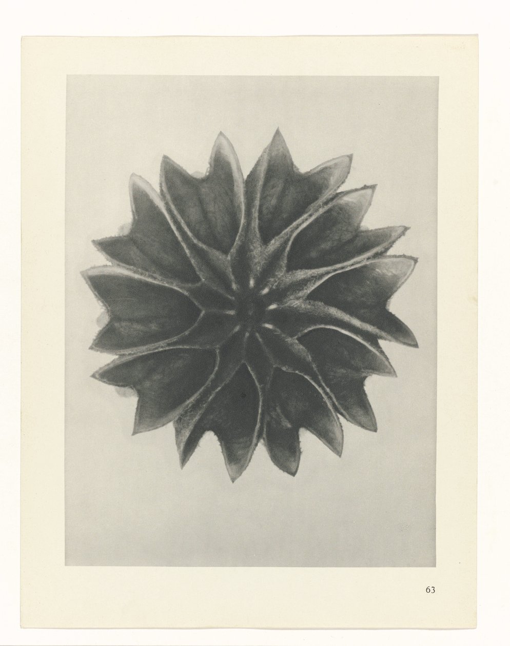 Plantstudie (Urformen der Kunst) door Karl Blossfeldt