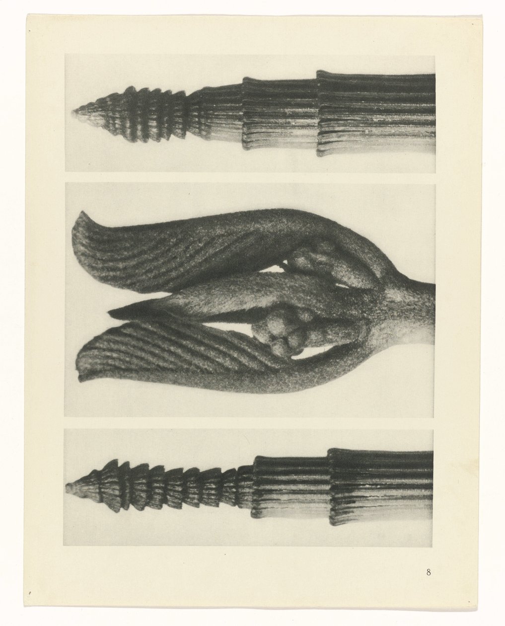 Plantstudie (Urformen der Kunst) door Karl Blossfeldt