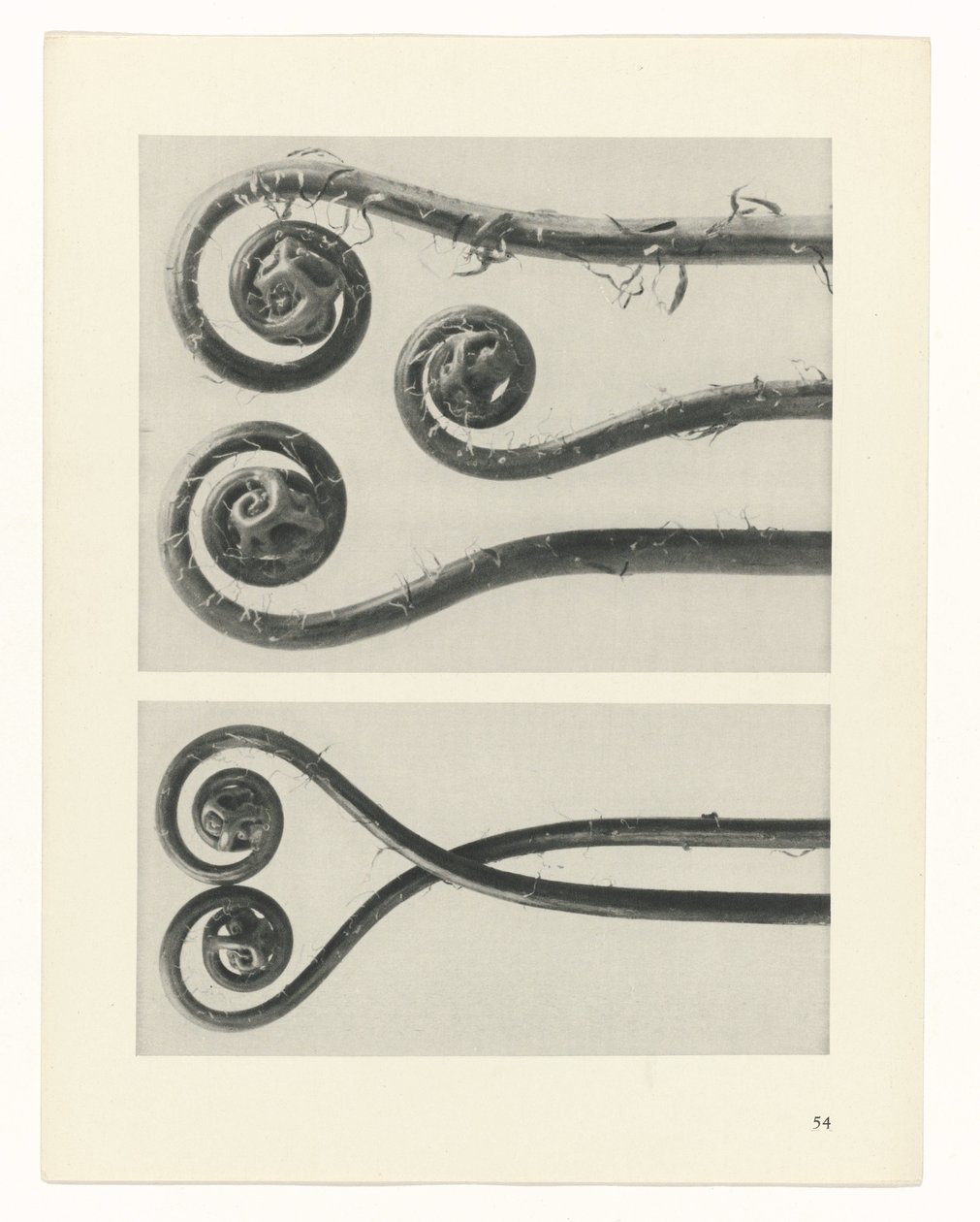 Plantstudie (Urformen der Kunst) door Karl Blossfeldt