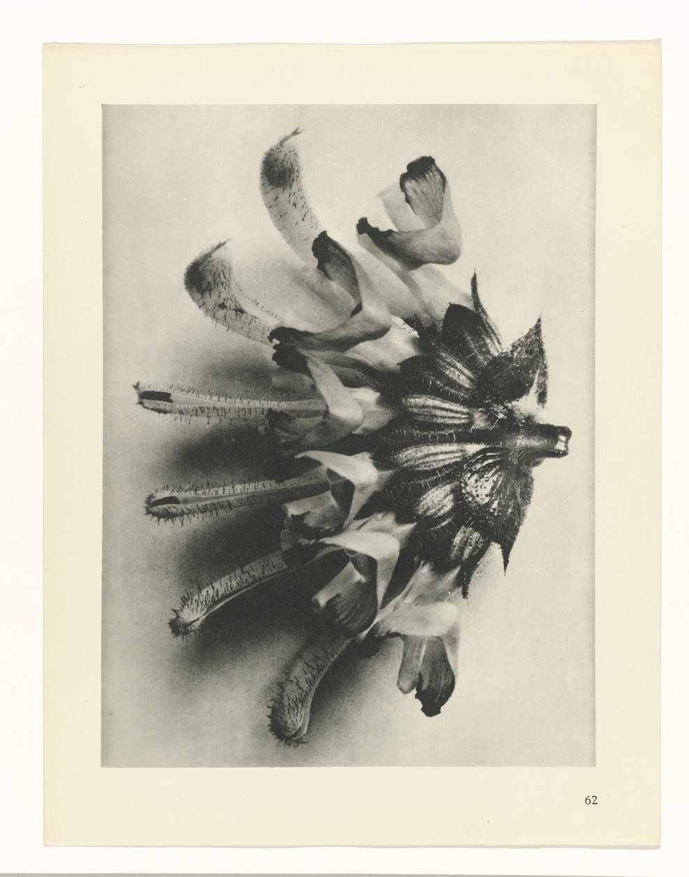 Plantstudie (Urformen der Kunst) door Karl Blossfeldt