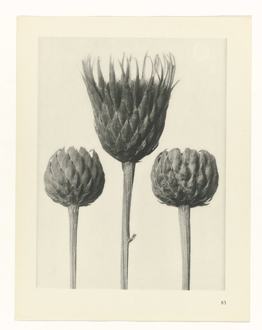 Plantstudie (Urformen der Kunst) door Karl Blossfeldt