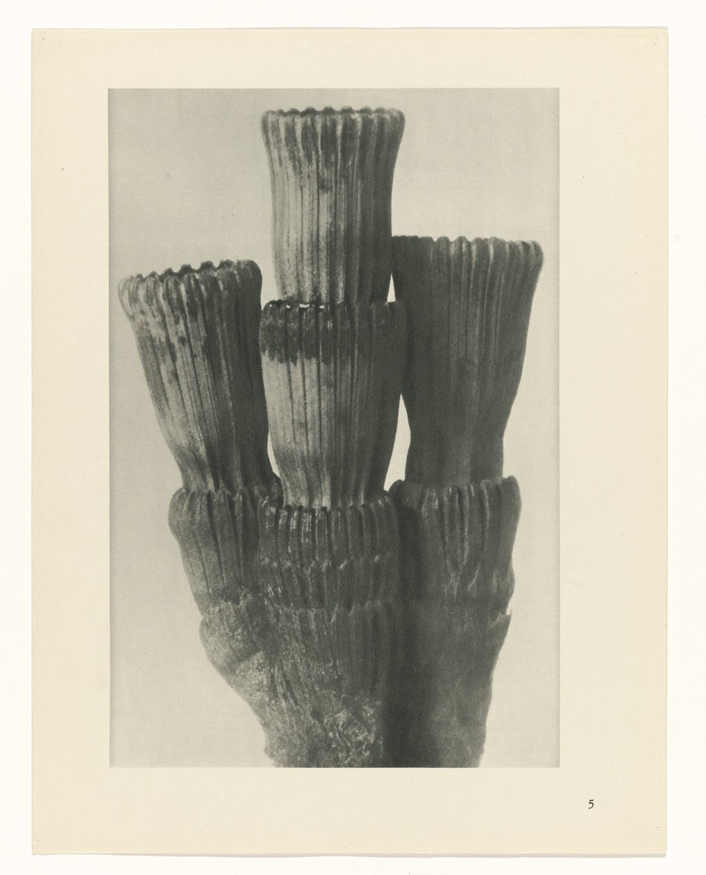 Plantstudie (Urformen der Kunst) door Karl Blossfeldt