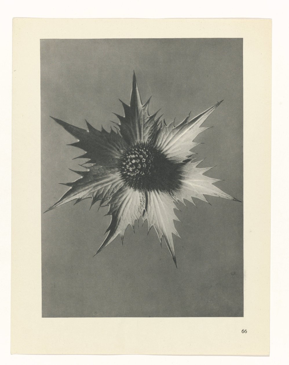 Plantstudie (Urformen der Kunst) door Karl Blossfeldt
