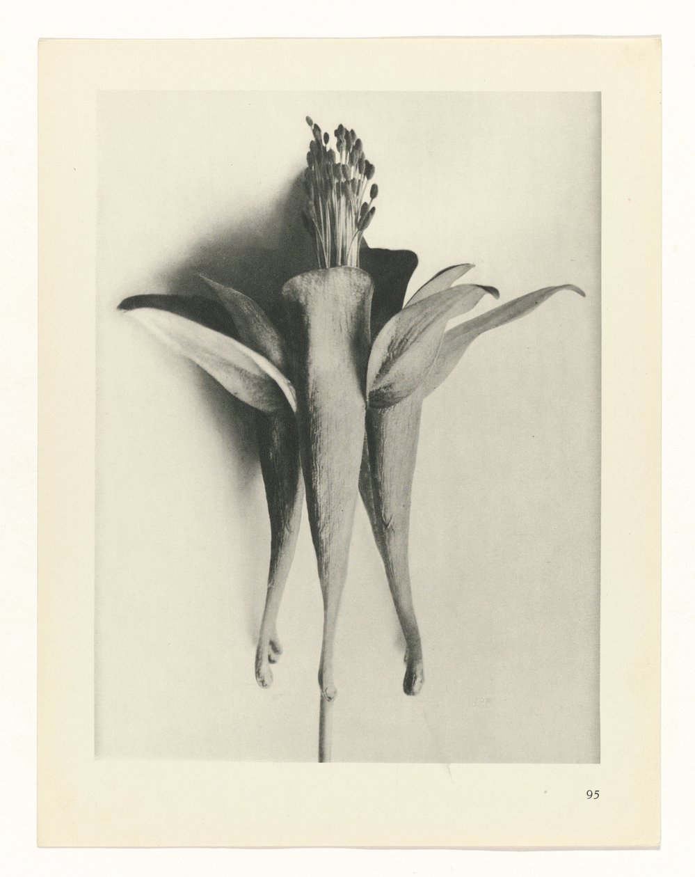 Plantstudie (Urformen der Kunst) door Karl Blossfeldt