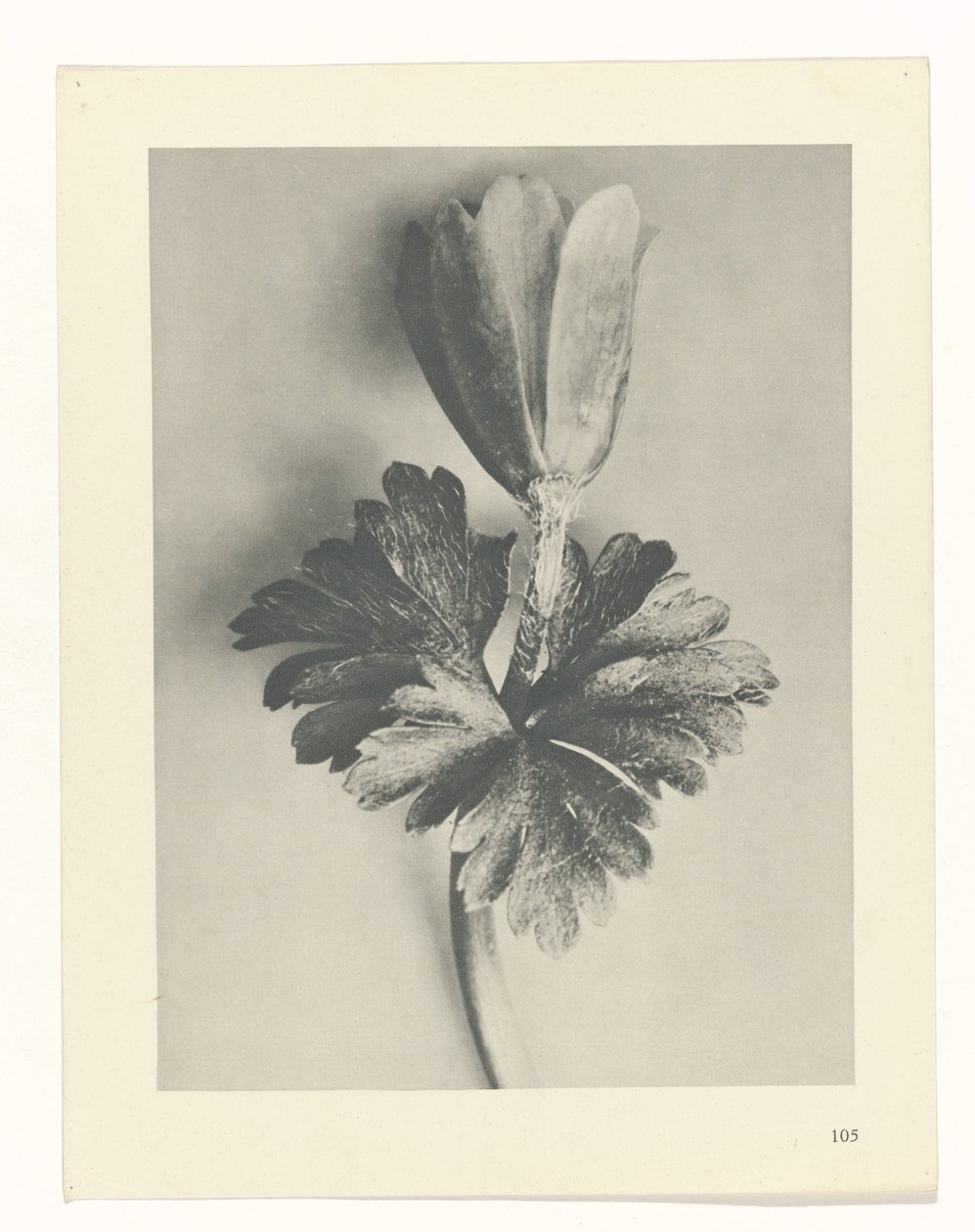 Plantstudie (Urformen der Kunst) door Karl Blossfeldt