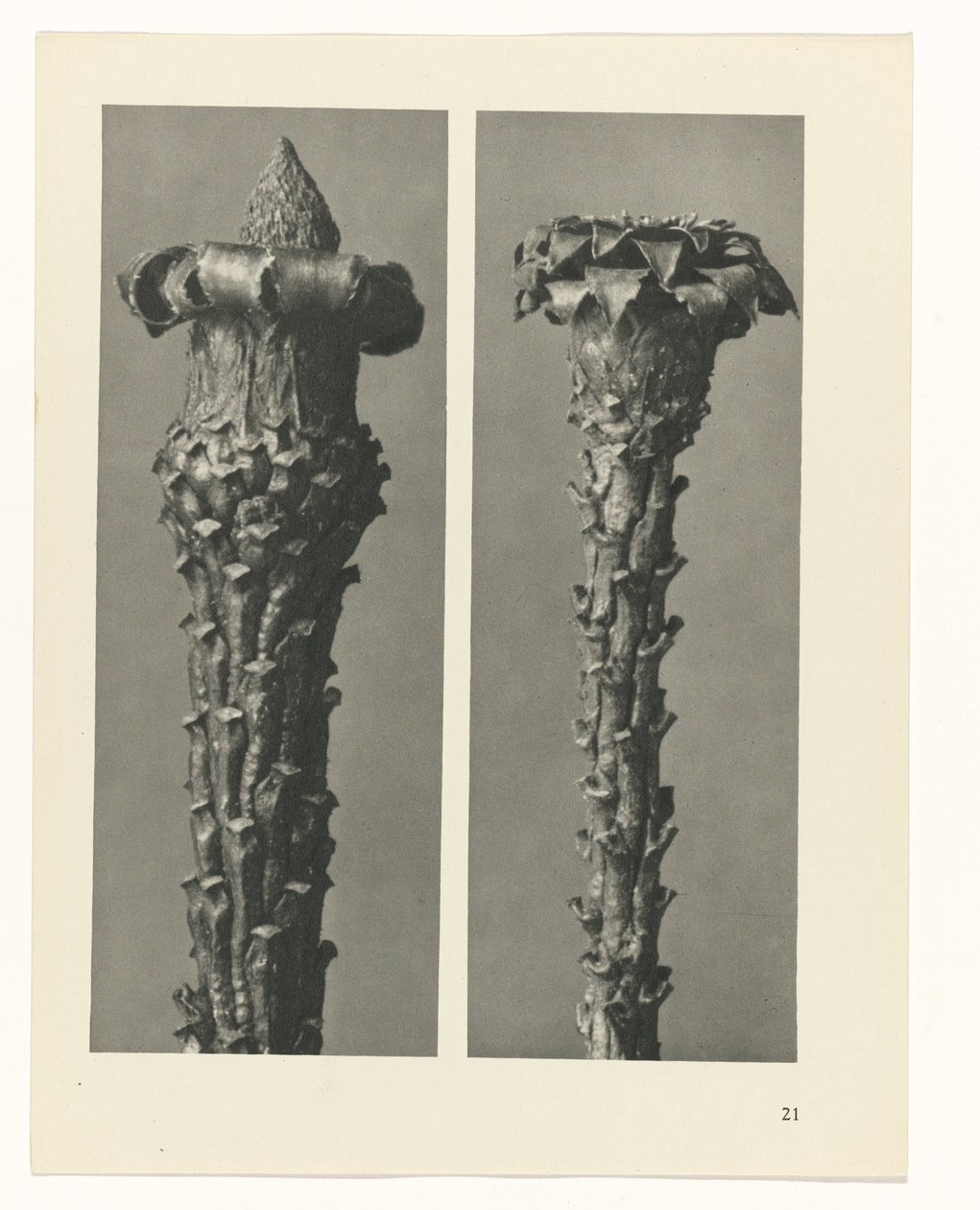 Plantstudie (Urformen der Kunst) door Karl Blossfeldt