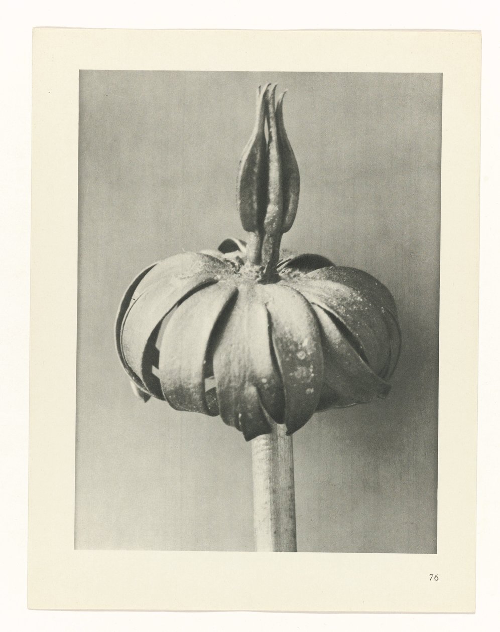 Plantstudie Urformen der Kunst (serietitel) door Karl Blossfeldt
