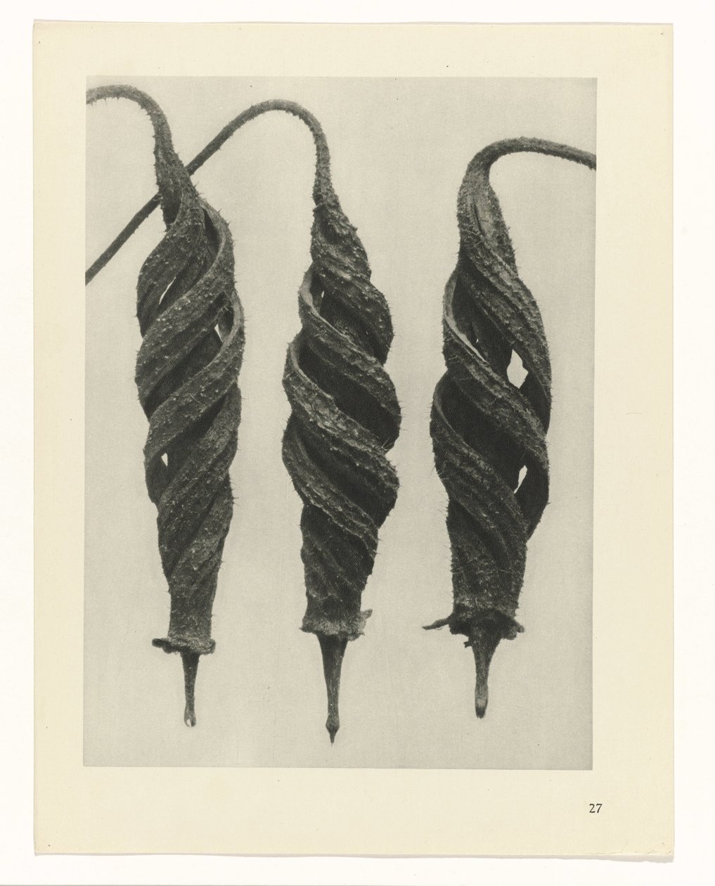 Plantstudie Urformen der Kunst (serietitel) door Karl Blossfeldt