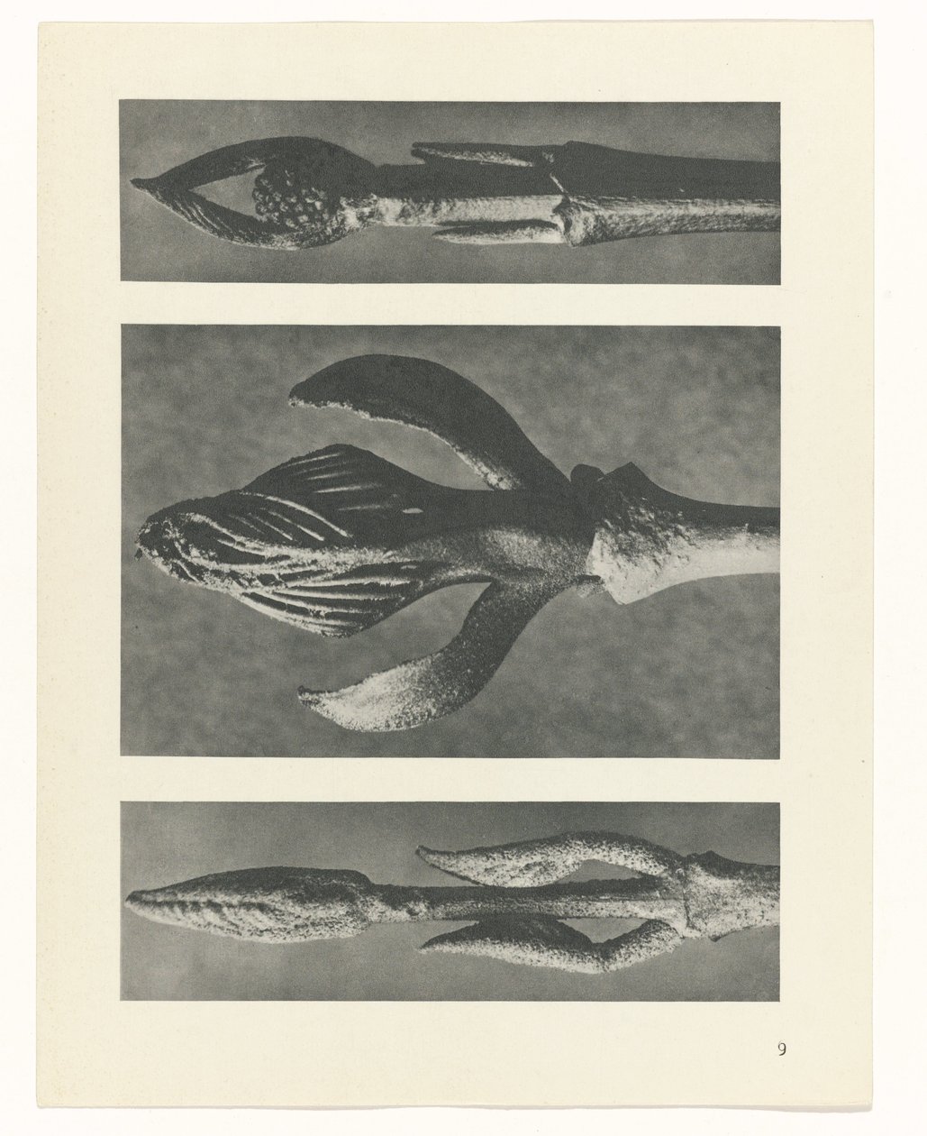 Plantstudie Urformen der Kunst (serietitel) door Karl Blossfeldt