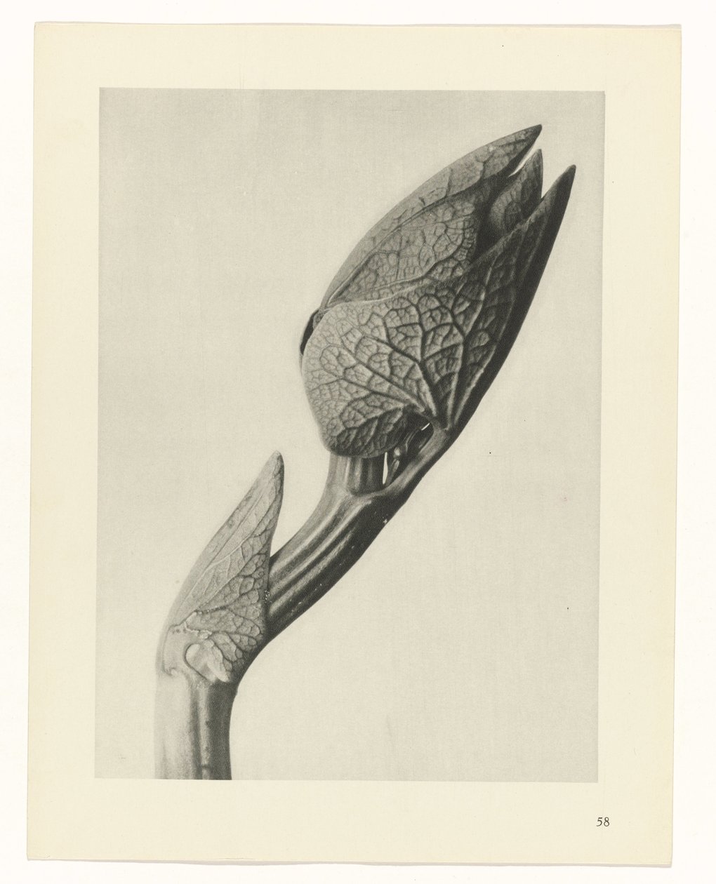 Plantstudie Urformen der Kunst (serietitel) door Karl Blossfeldt