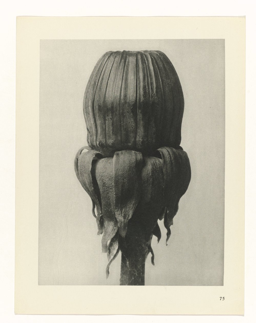 Plantstudie Urformen der Kunst (serietitel) door Karl Blossfeldt