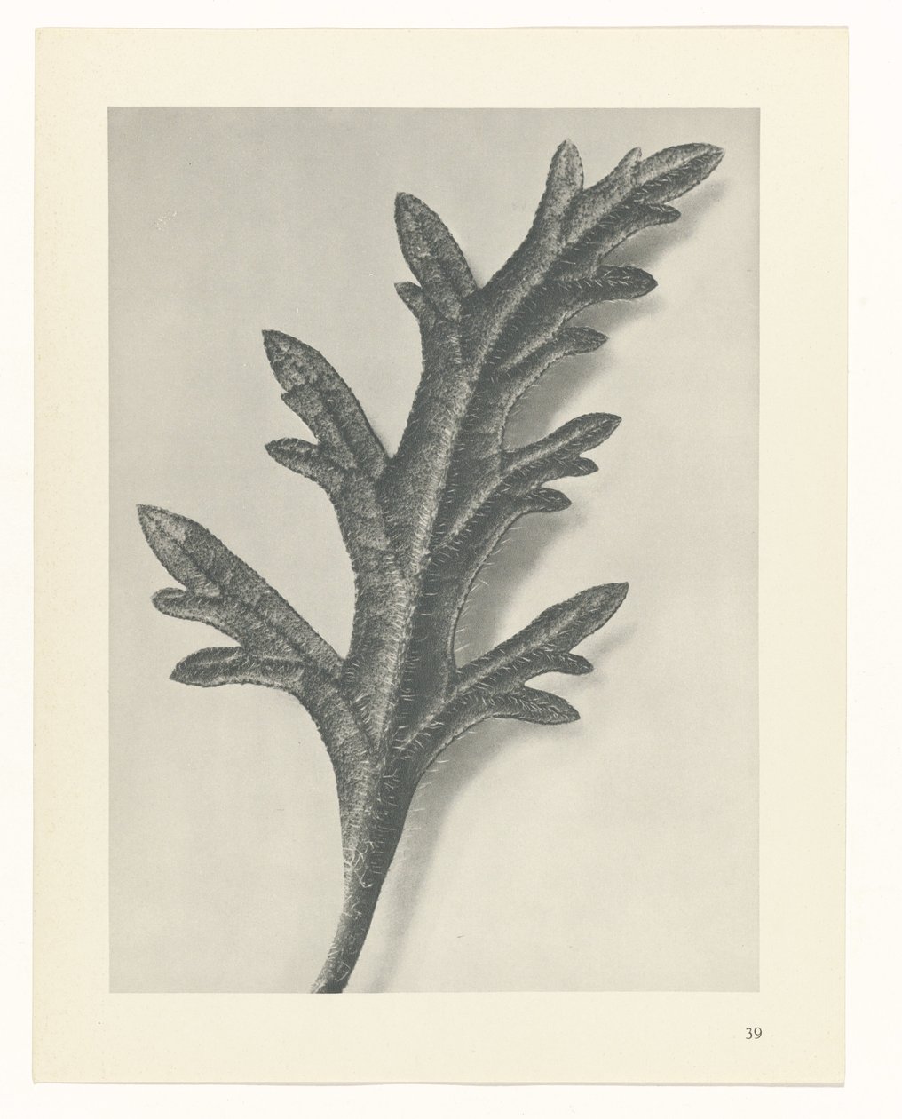 Plantstudie Urformen der Kunst (serietitel) door Karl Blossfeldt