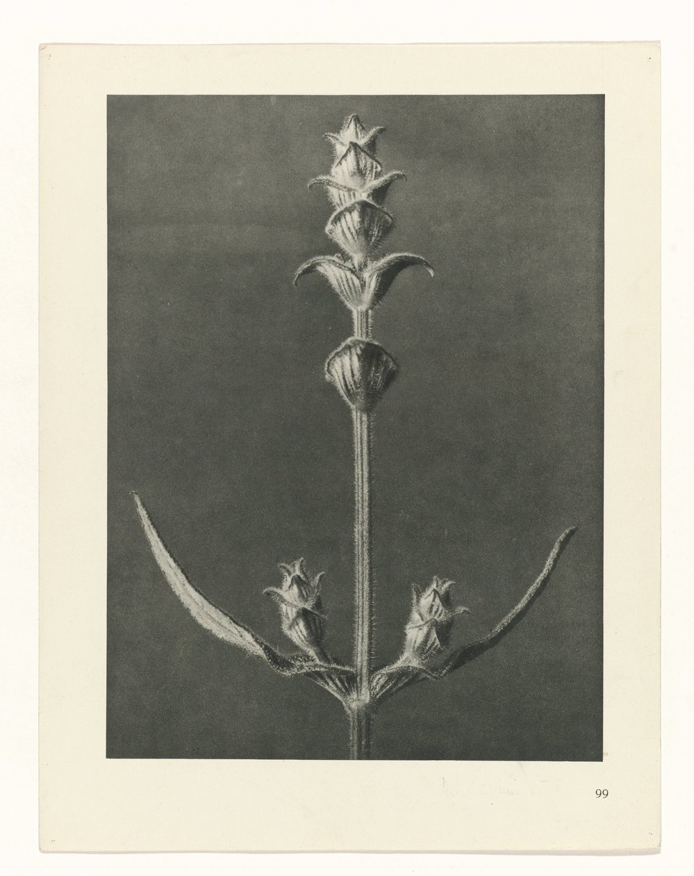 Plantstudie Urformen der Kunst (serietitel) door Karl Blossfeldt