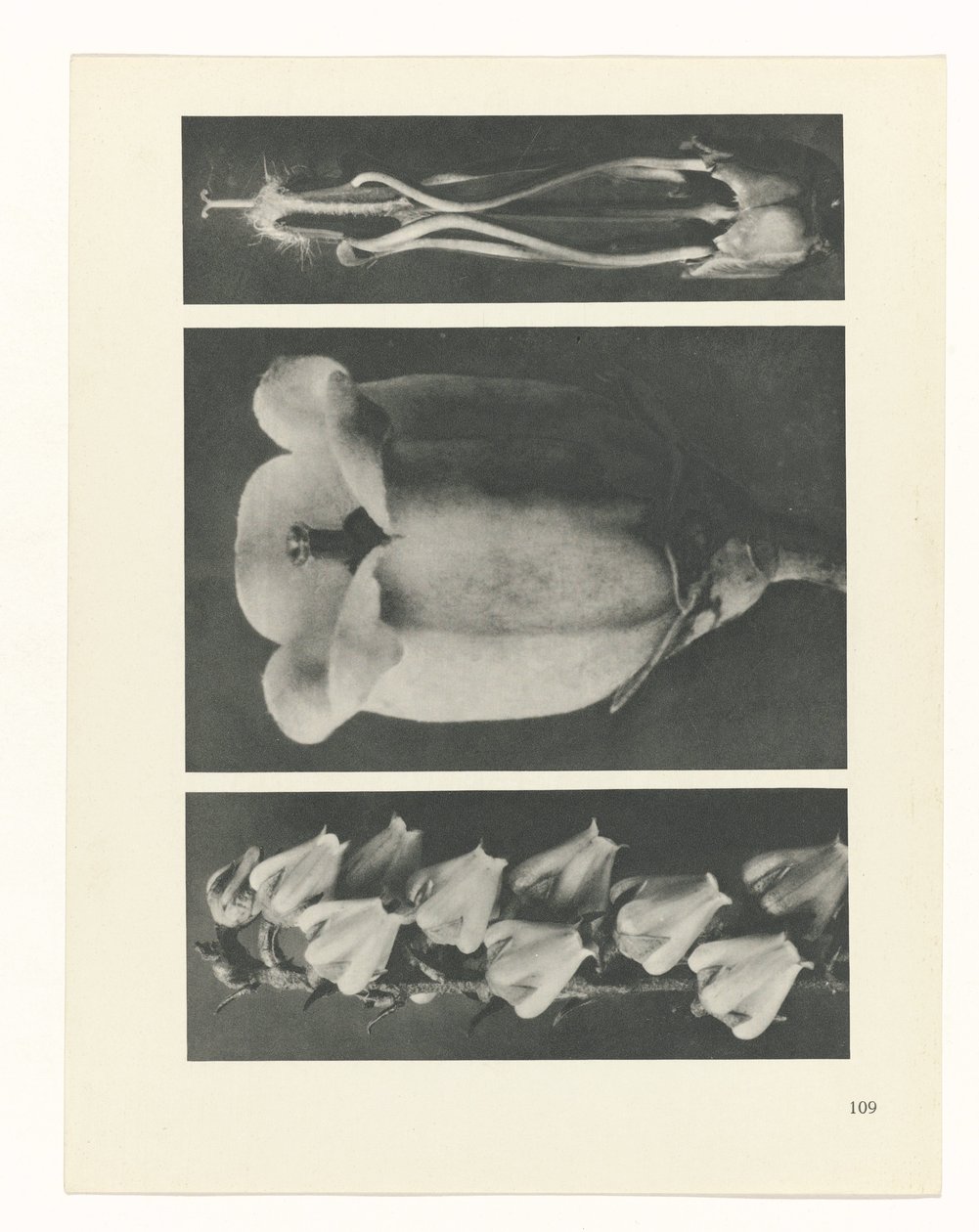 Plantstudie Urformen der Kunst (serietitel) door Karl Blossfeldt