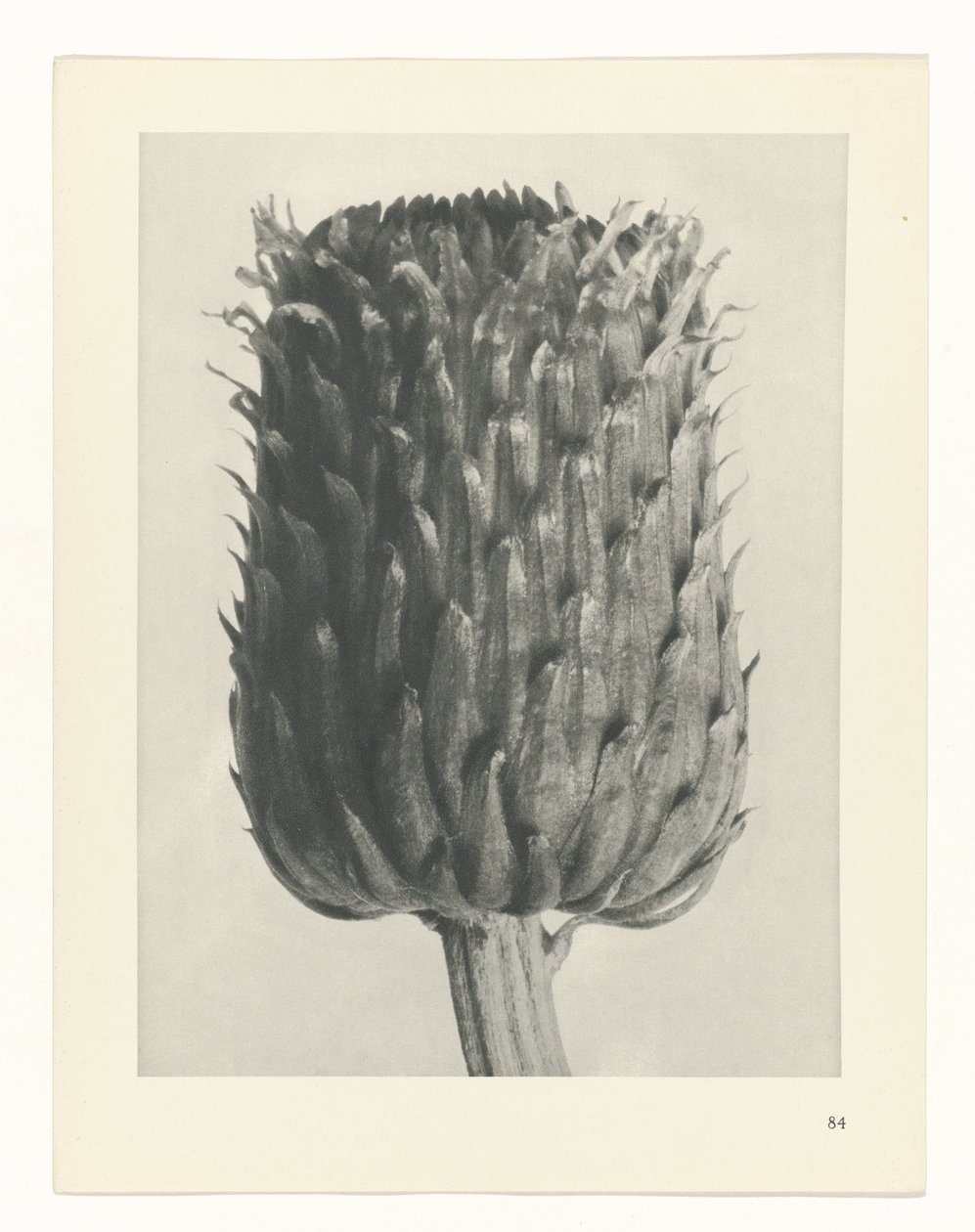 Plantstudie Urformen der Kunst (serietitel) door Karl Blossfeldt