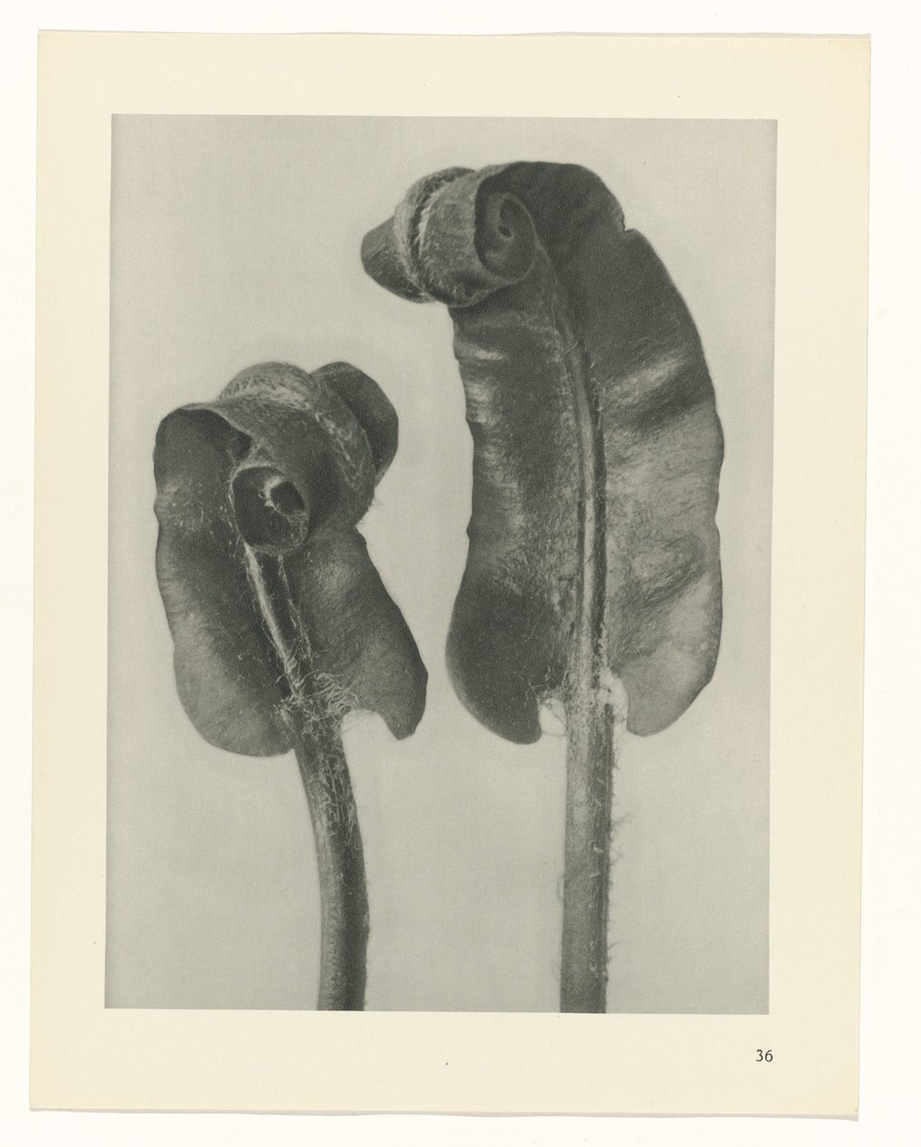 Plantstudie Urformen der Kunst (serietitel) door Karl Blossfeldt