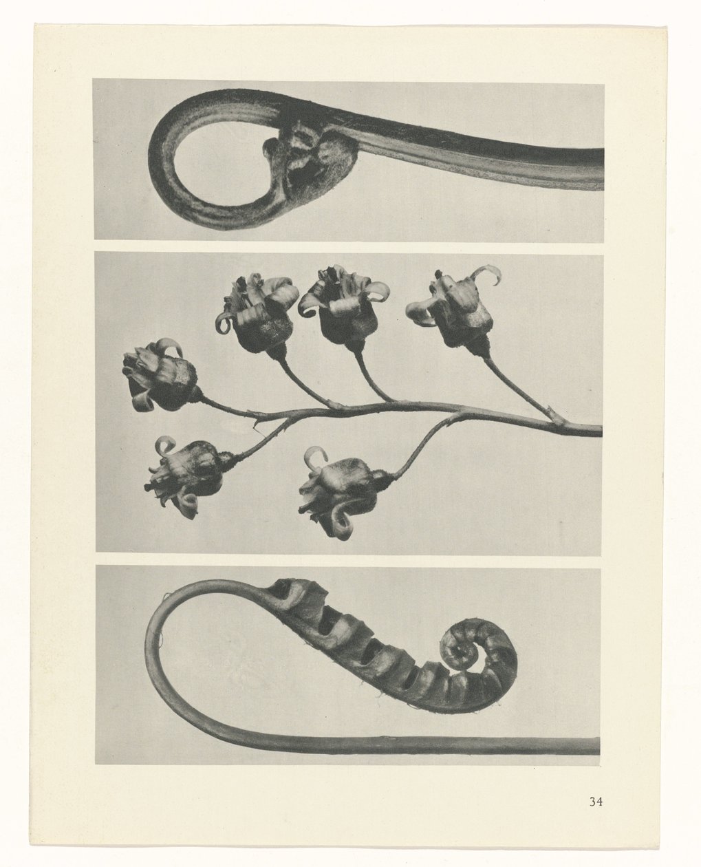 Plantstudie Urformen der Kunst (serietitel) door Karl Blossfeldt