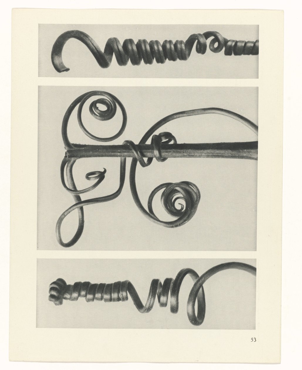 Plantstudie Urformen der Kunst (serietitel) door Karl Blossfeldt