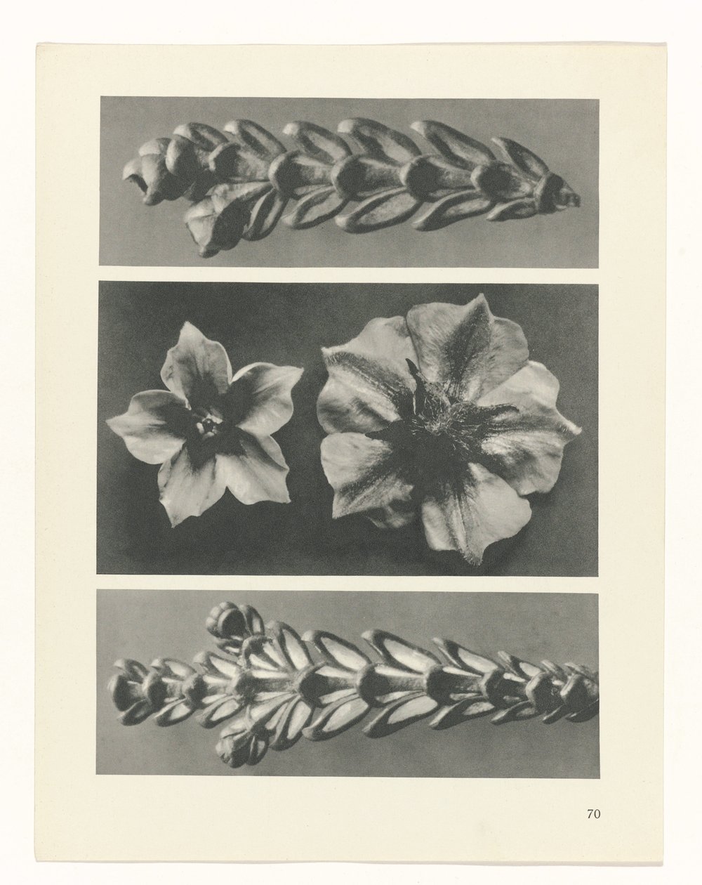Plantstudie Urformen der Kunst (serietitel) door Karl Blossfeldt