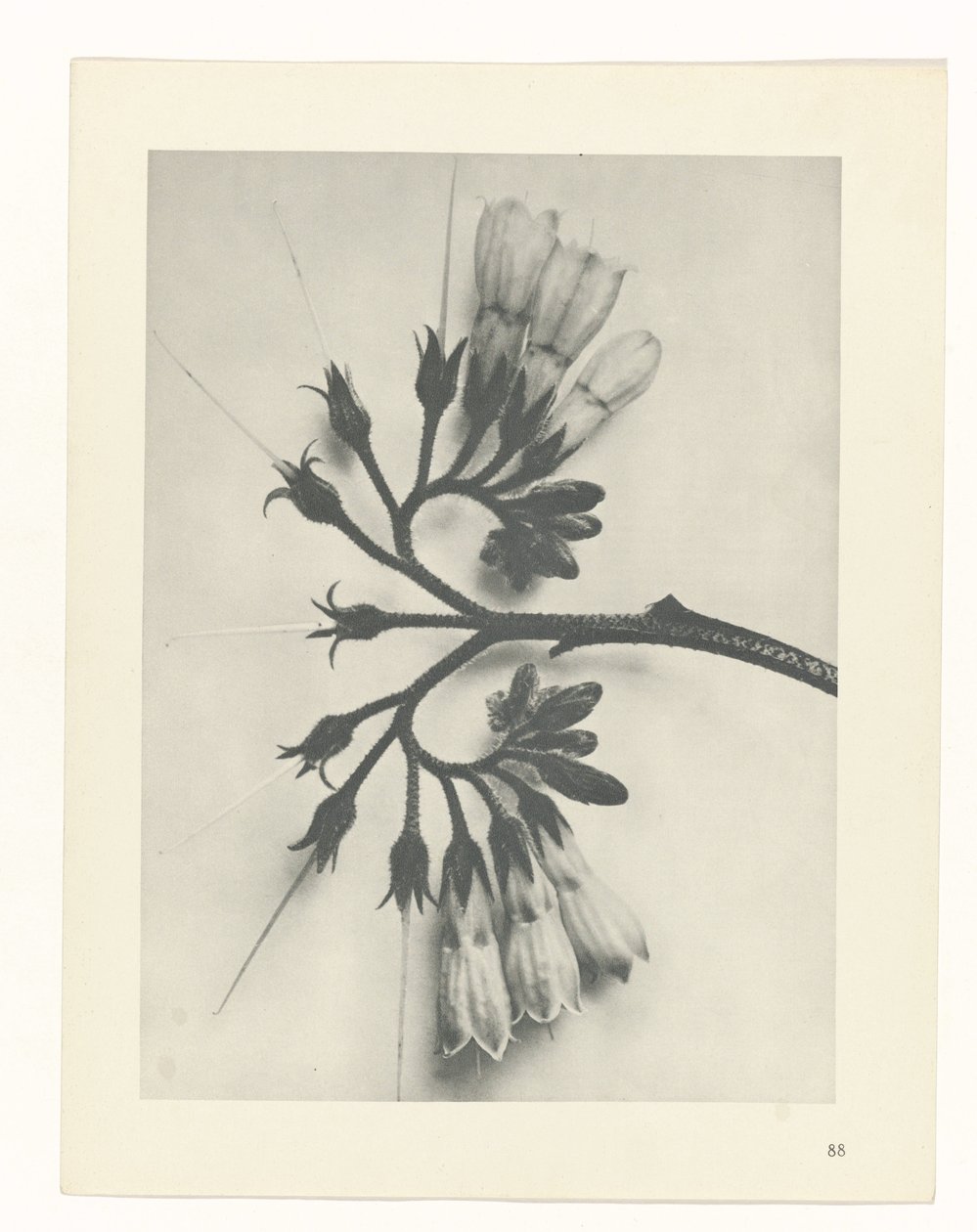 Plantstudie Urformen der Kunst (serietitel) door Karl Blossfeldt