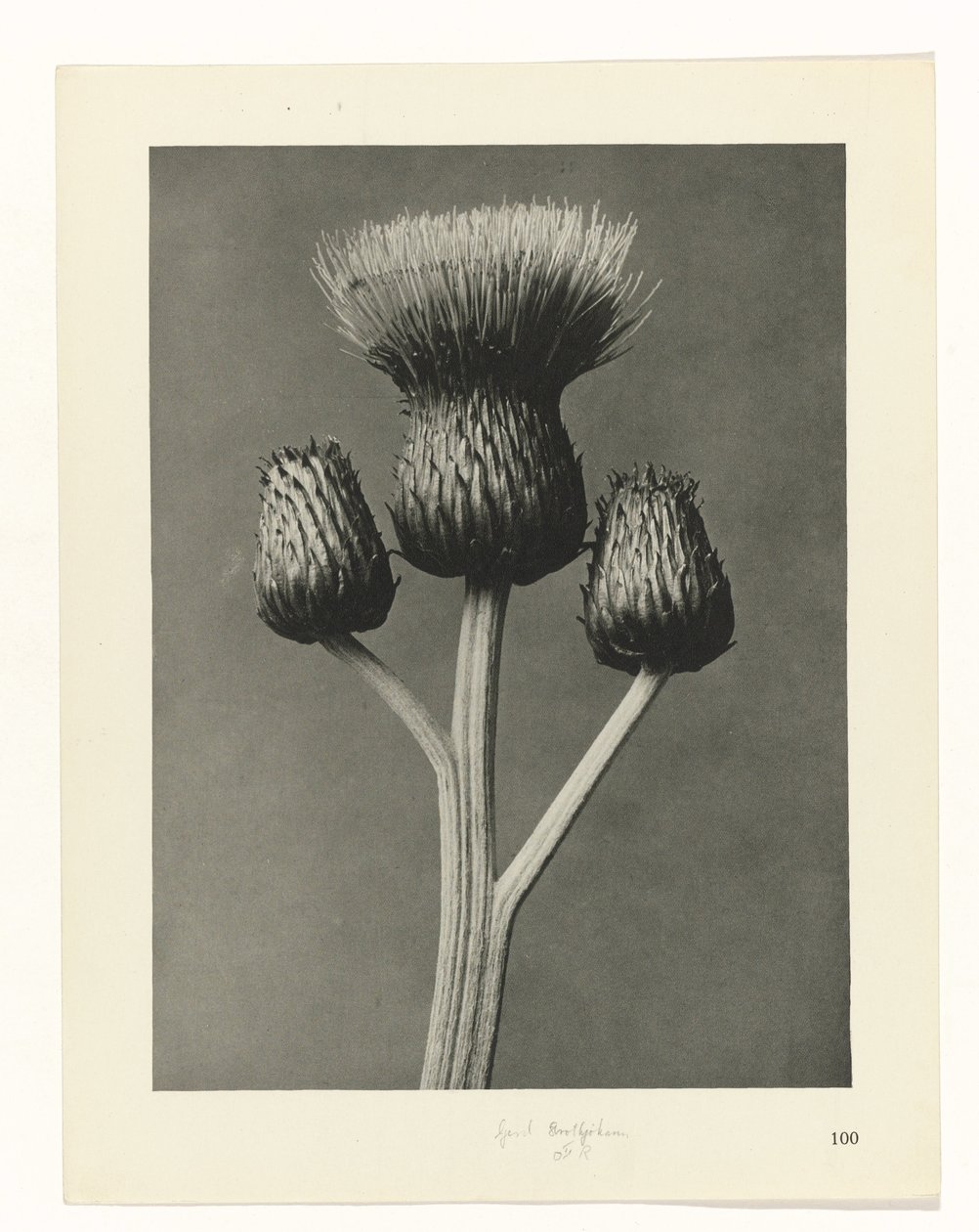 Plantstudie Urformen der Kunst (serietitel) door Karl Blossfeldt