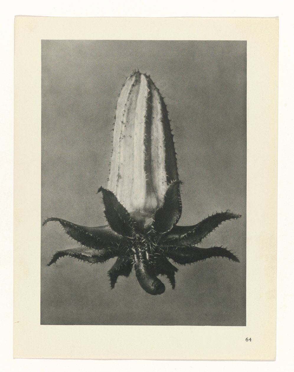 Plantstudie Urformen der Kunst (serietitel) door Karl Blossfeldt