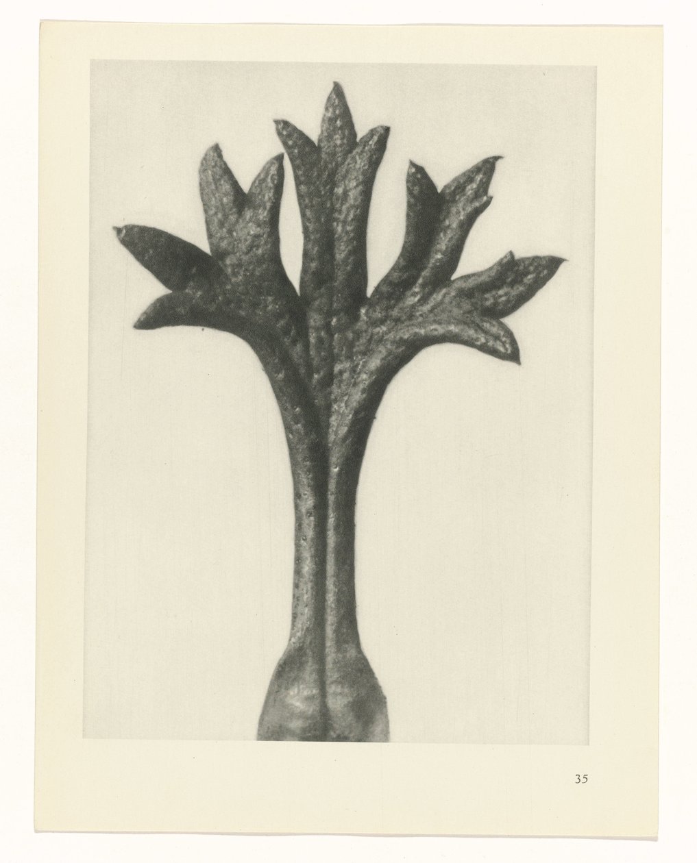 Plantstudie Urformen der Kunst (serietitel) door Karl Blossfeldt