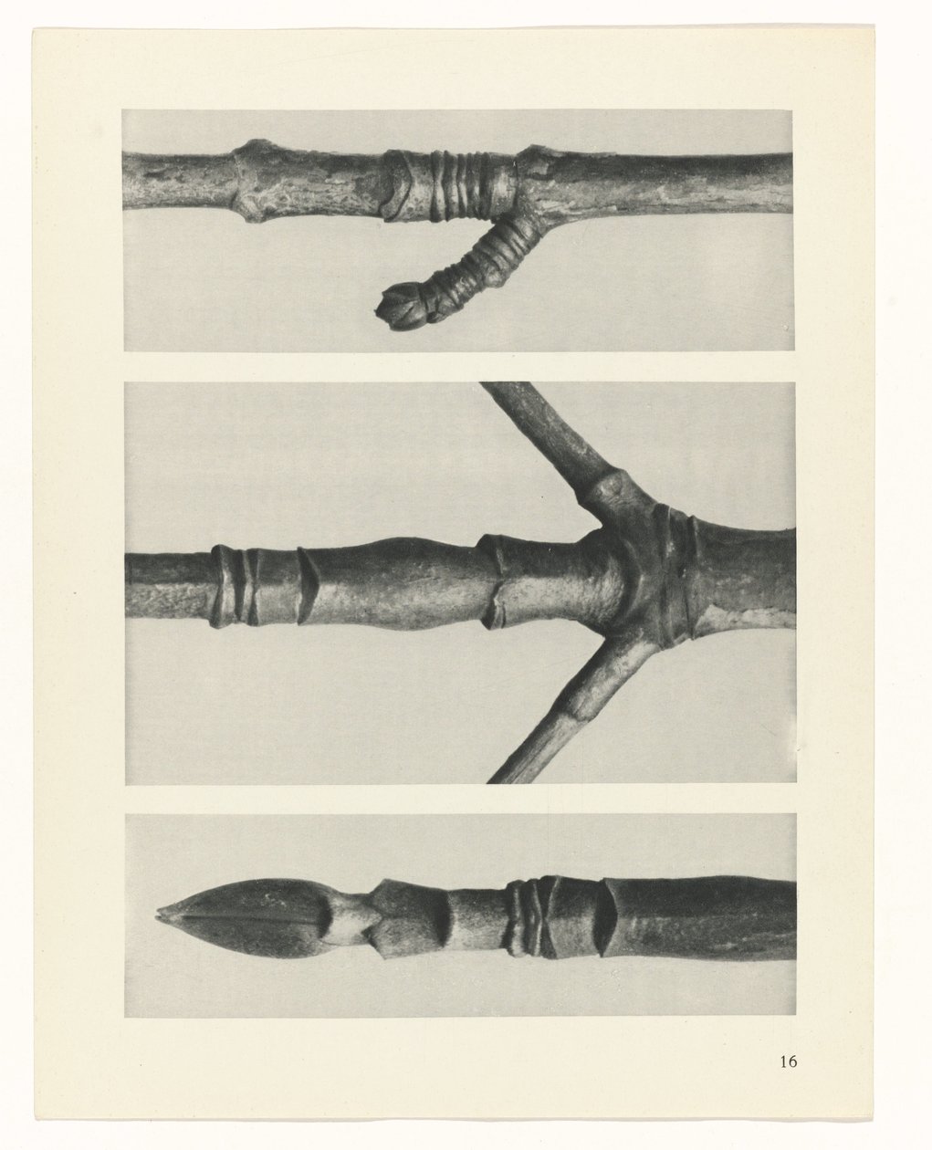 Plantstudie Urformen der Kunst (serietitel) door Karl Blossfeldt