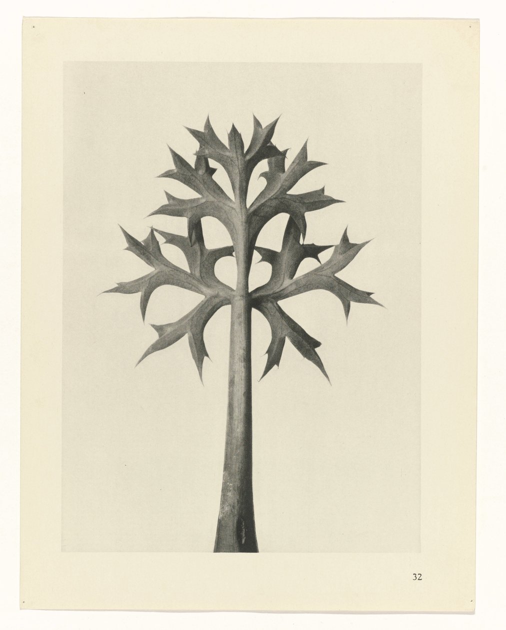 Plantstudie Urformen der Kunst (serietitel) door Karl Blossfeldt