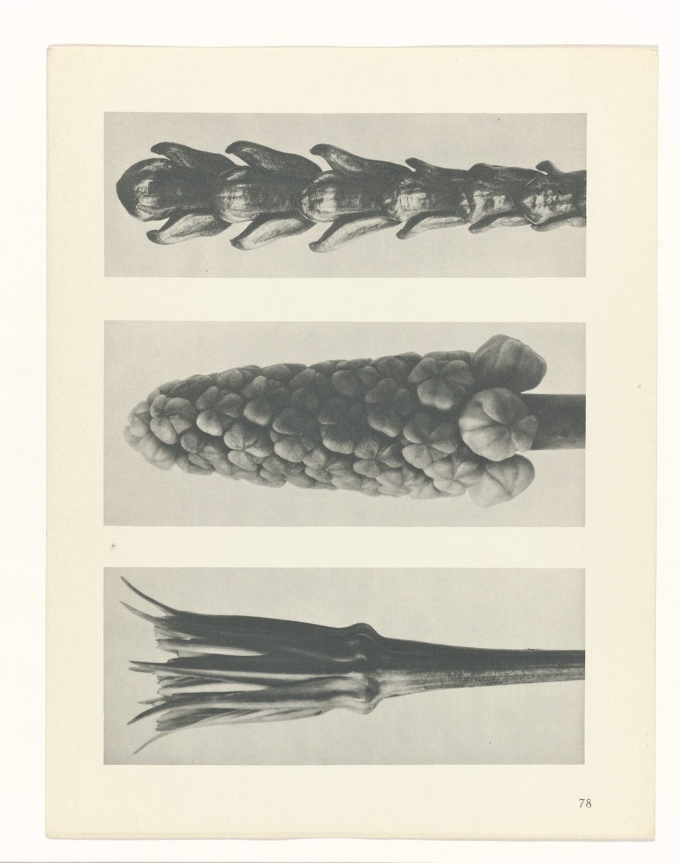 Plantstudie (Urformen der Kunst) door Karl Blossfeldt