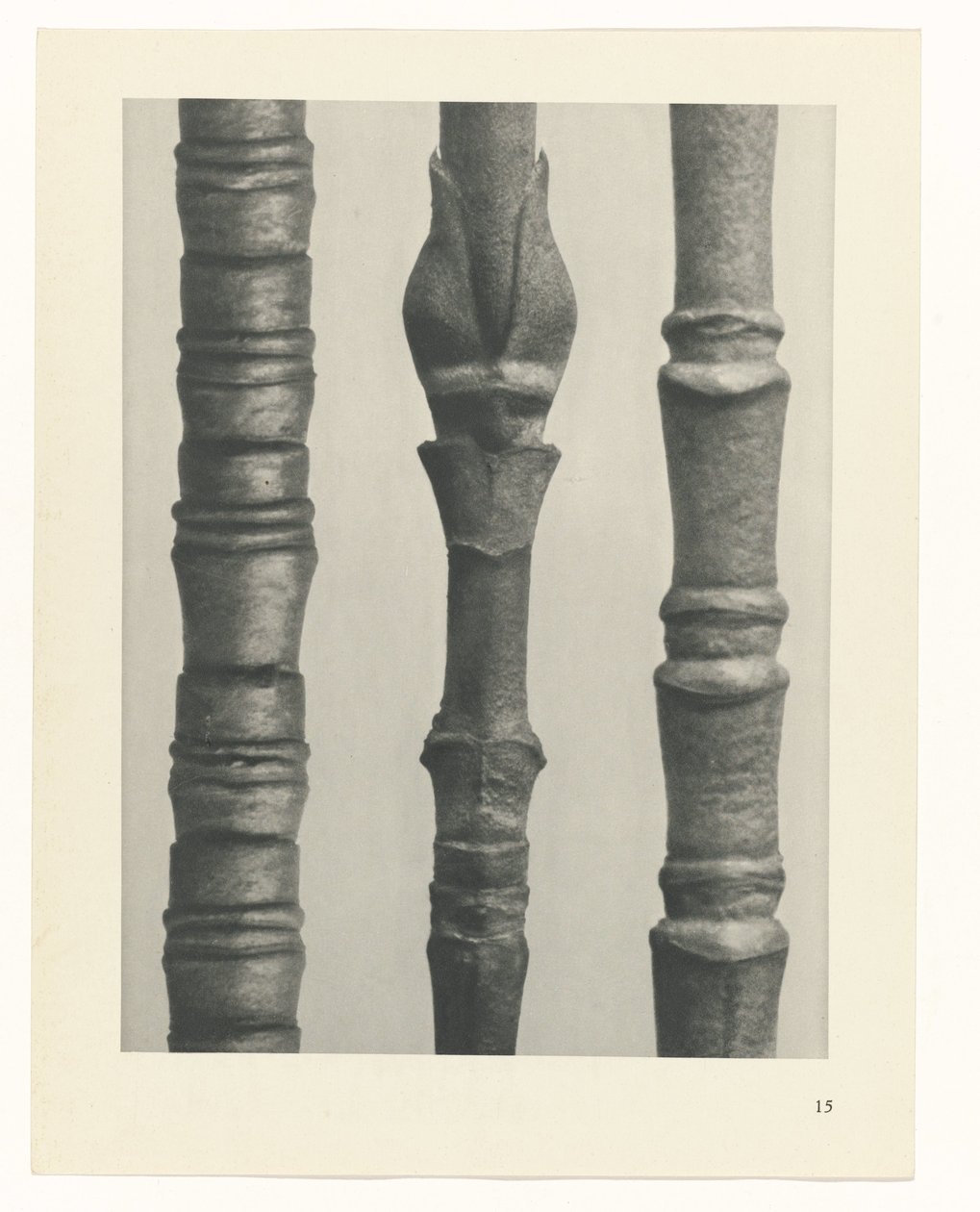 Plantstudie (Urformen der Kunst) door Karl Blossfeldt