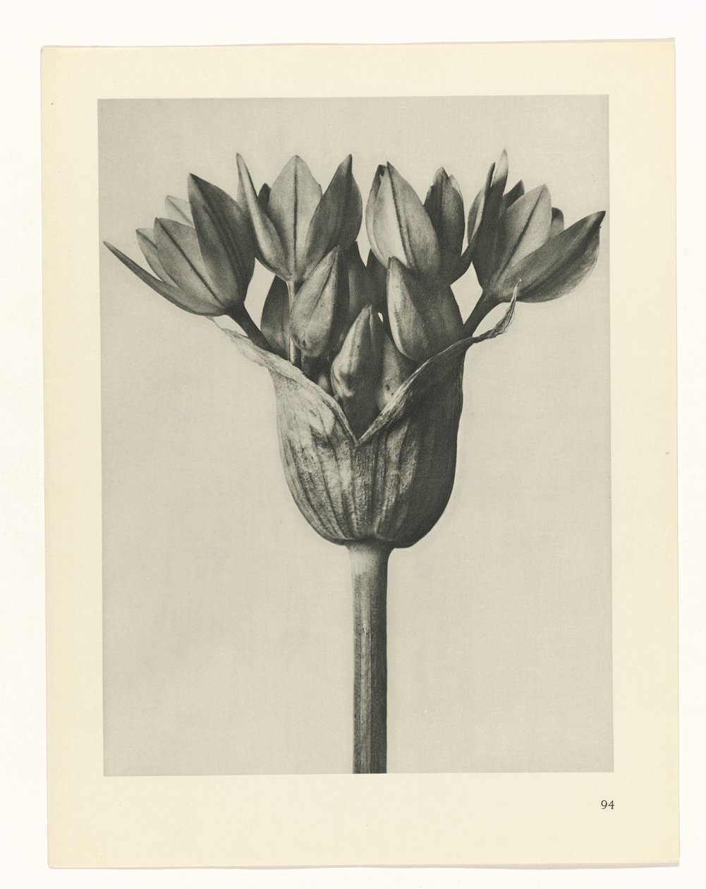 Plantstudie (Urformen der Kunst) door Karl Blossfeldt