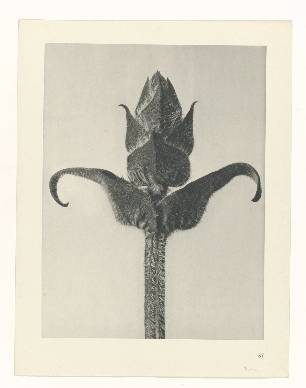 Plantstudie (Urformen der Kunst) door Karl Blossfeldt